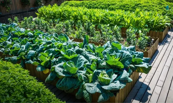 Horta